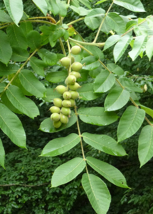 Juglans mandshurica - Manchurian walnut