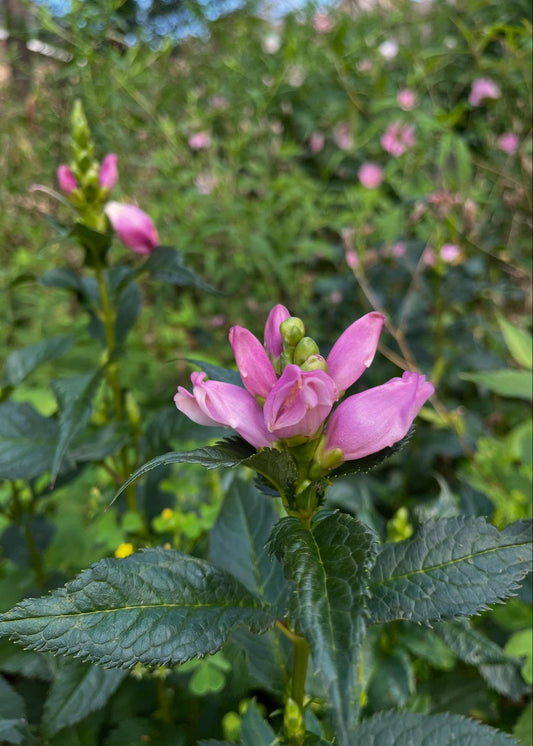 Chelone lyonii - Pink Turtlehead