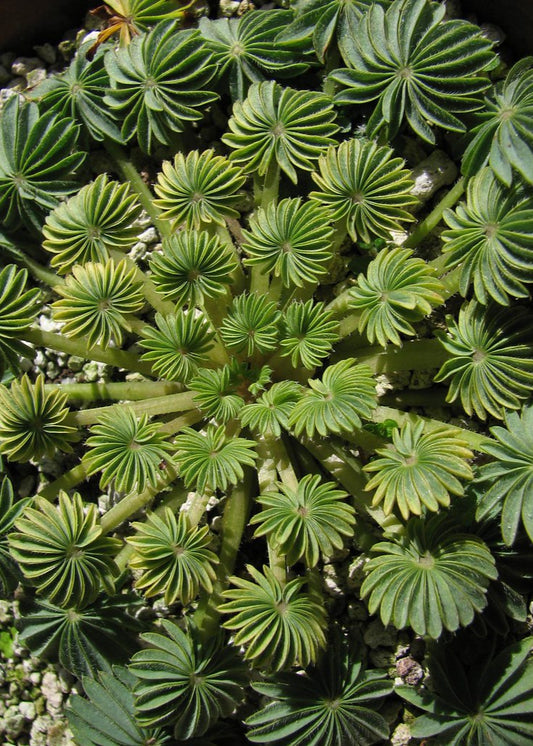 Oxalis palmifrons - Palm-leaf Oxalis