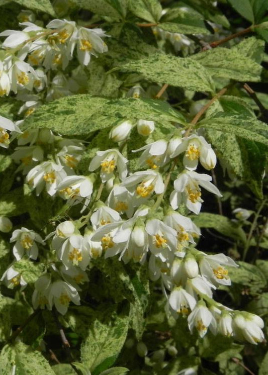 Deutzia gracilis 'Variegata' - Variegated Slender Deutzia