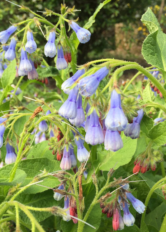 Symphytum 'Hidcote Blue'