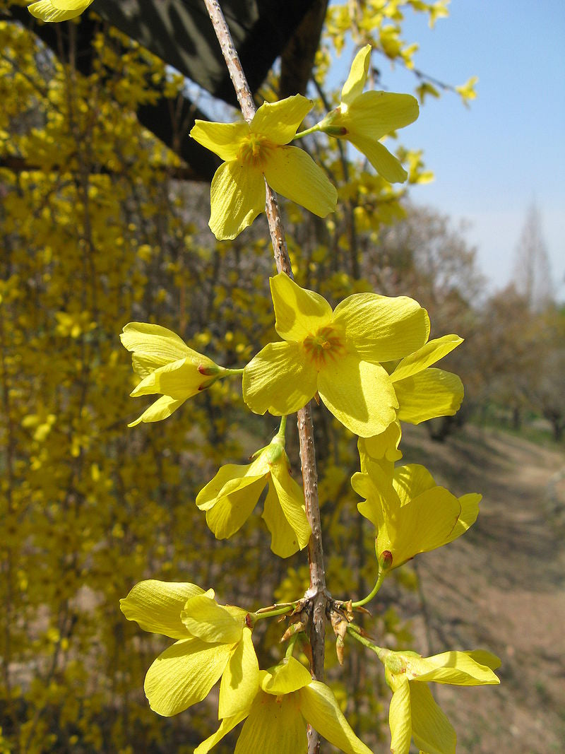 Forsythia suspensa - Weeping Forsythia