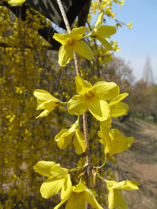 Forsythia suspensa - Weeping Forsythia