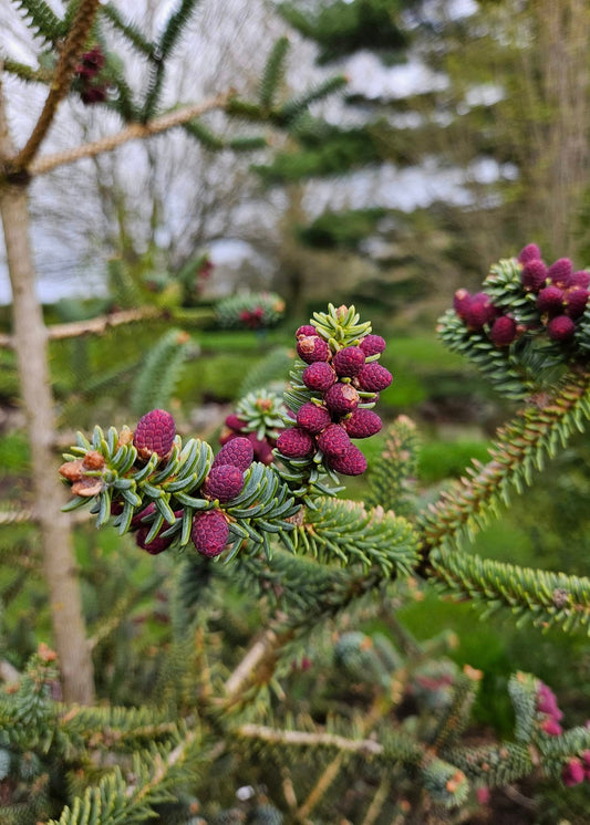 Abies pinsapo - Spanish Fir