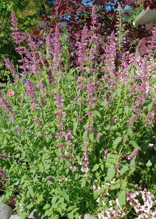Agastache pallidiflora subsp. neomexicana - Rose Mint
