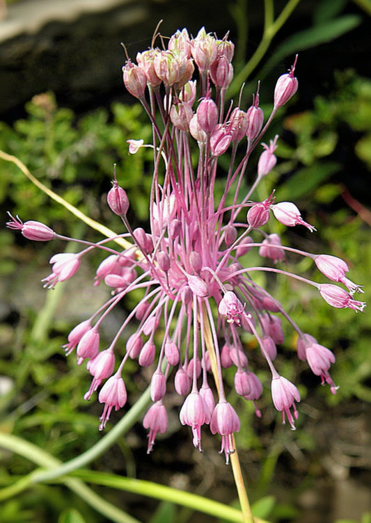 Allium carinatum subsp. pulchellum