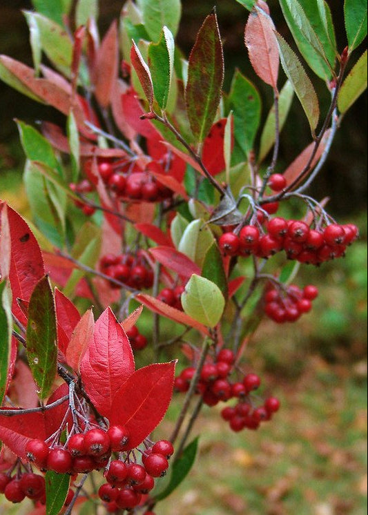Aronia arbutifolia - Red Chokeberry