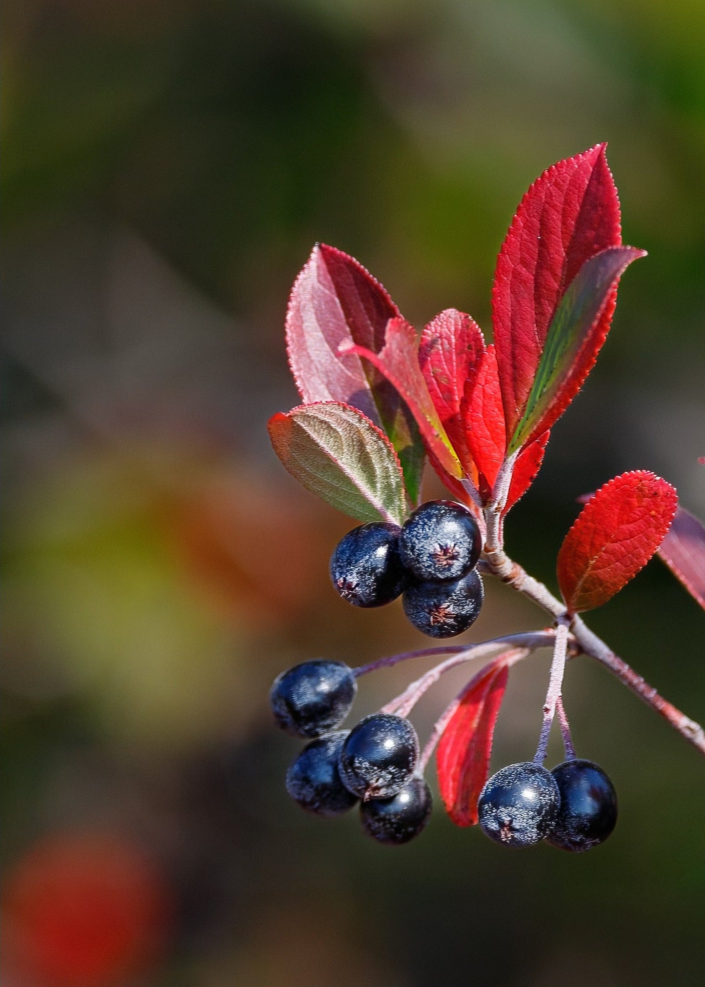 Aronia x prunifolia - Purple Chokeberry