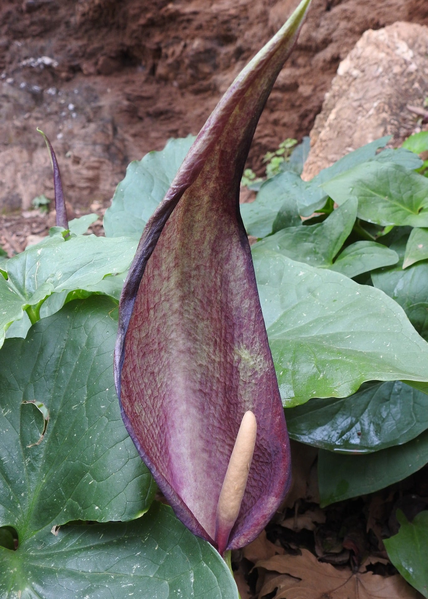 Arum cyrenaicum