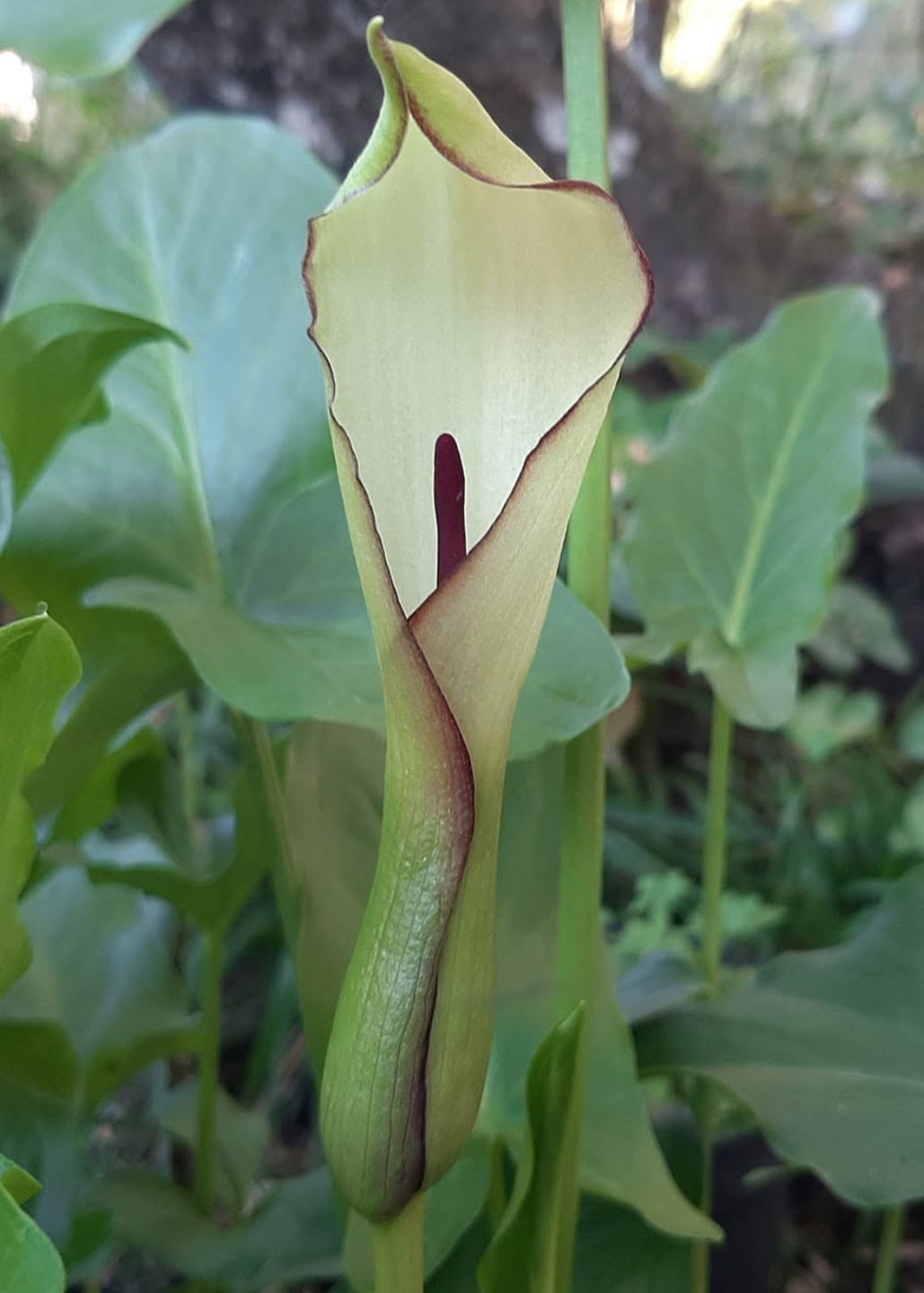 Arum hygrophilum