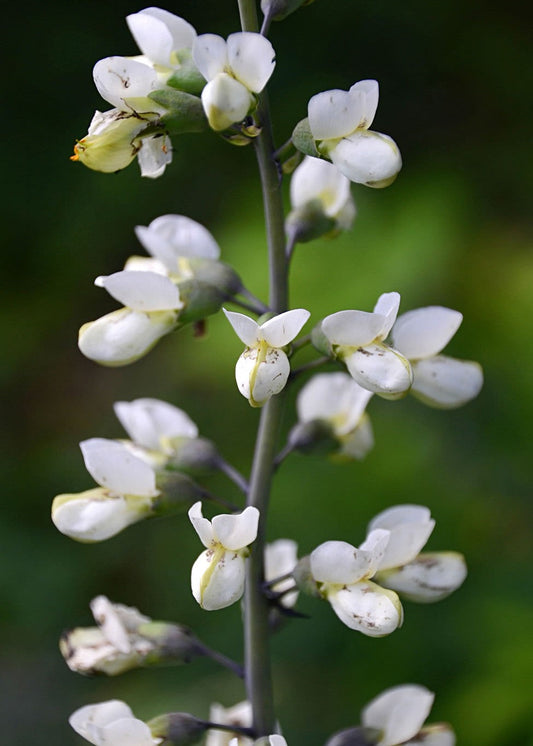 Baptisia alba Syn: Baptisia leucantha - White Wild Indigo