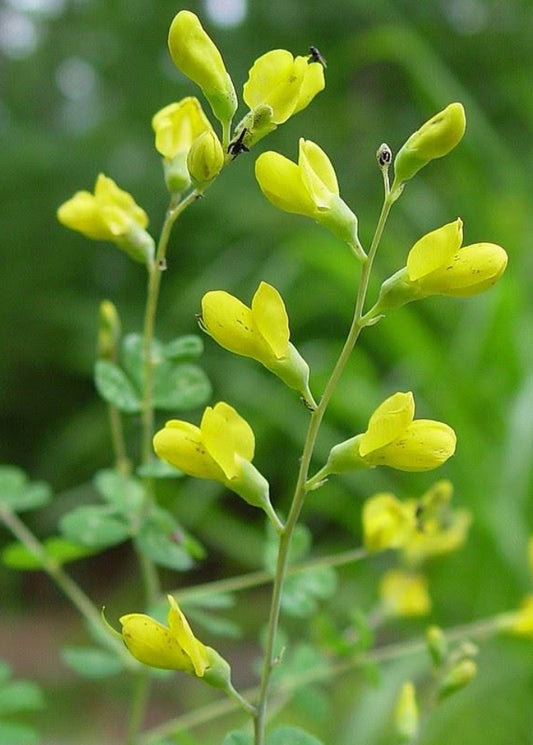 Baptisia tinctoria - Yellow Wild Indigo
