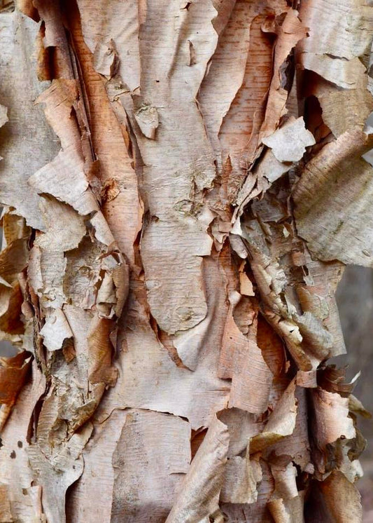 Betula nigra - River Birch