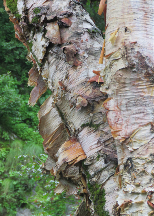 Betula utilis - Himalayan Birch