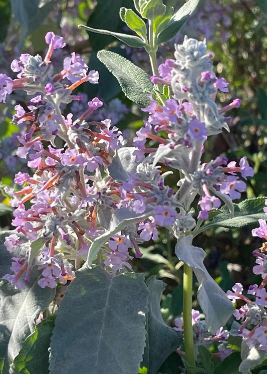 Buddleja crispa - Himalayan Butterfly Bush