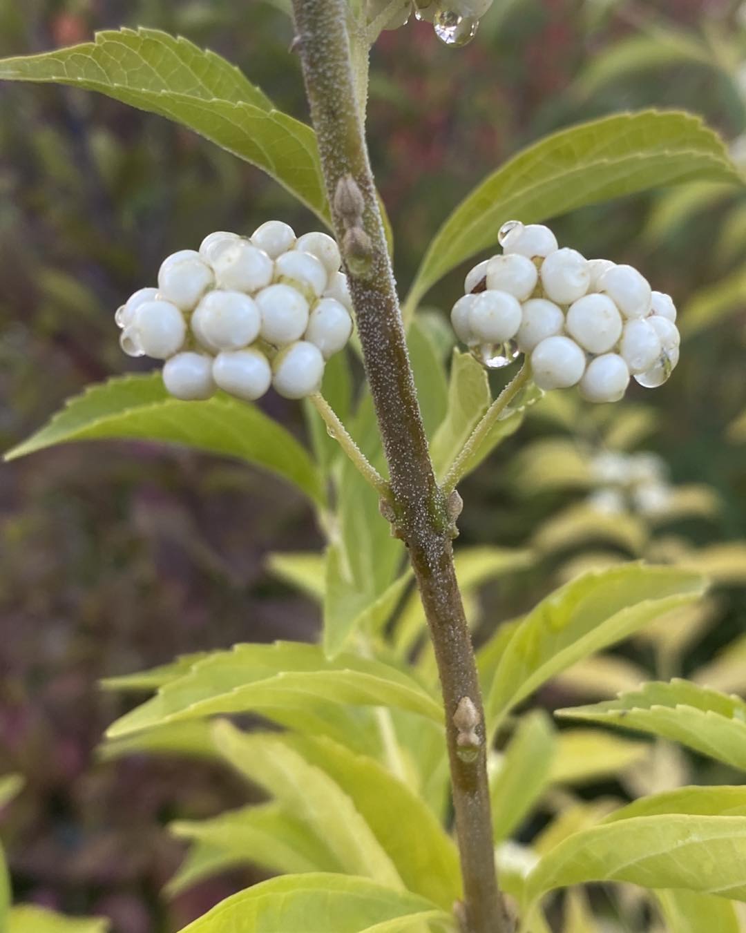 Callicarpa dichotoma f. albifructa