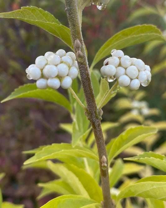 Callicarpa dichotoma f. albifructa