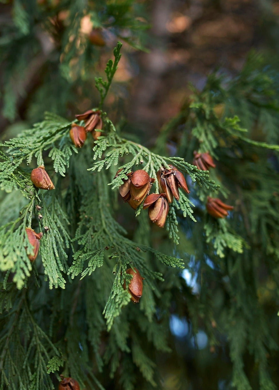 Calocedrus decurrens - Incense Cedar