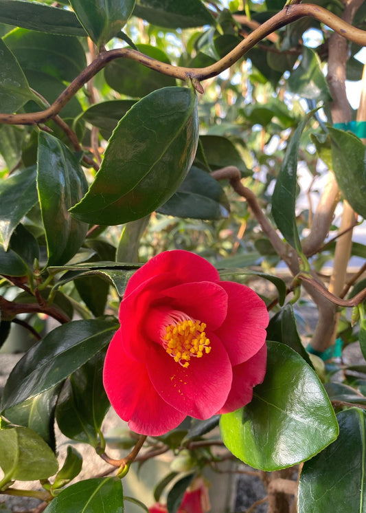 Camellia japonica 'Unryu' - Zig Zag Camellia