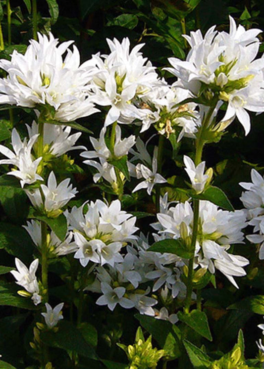 Campanula glomerata 'Alba'