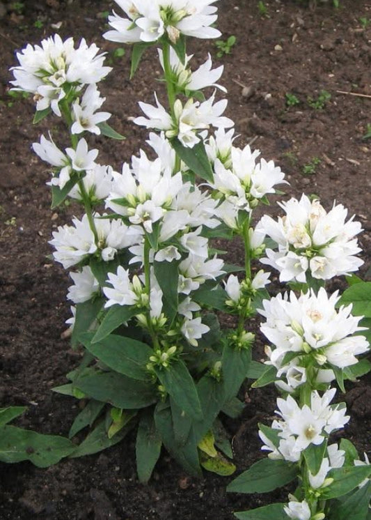 Campanula glomerata 'Alba'