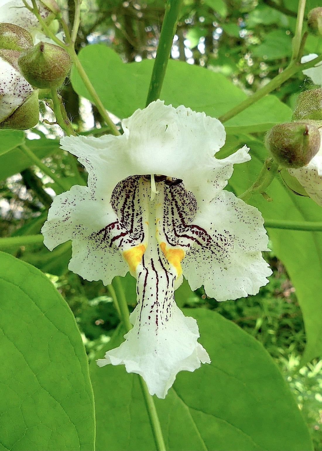 Catalpa speciosa - Northern Catalpa