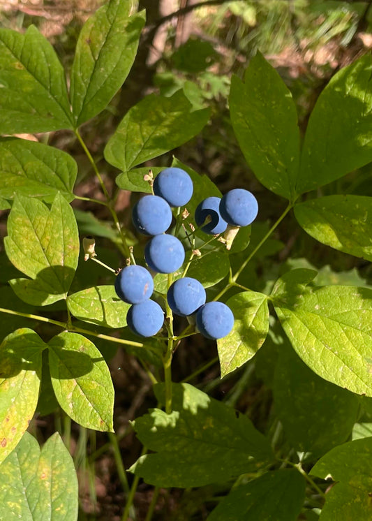 Caulophyllum thalictroides - Blue Cohosh