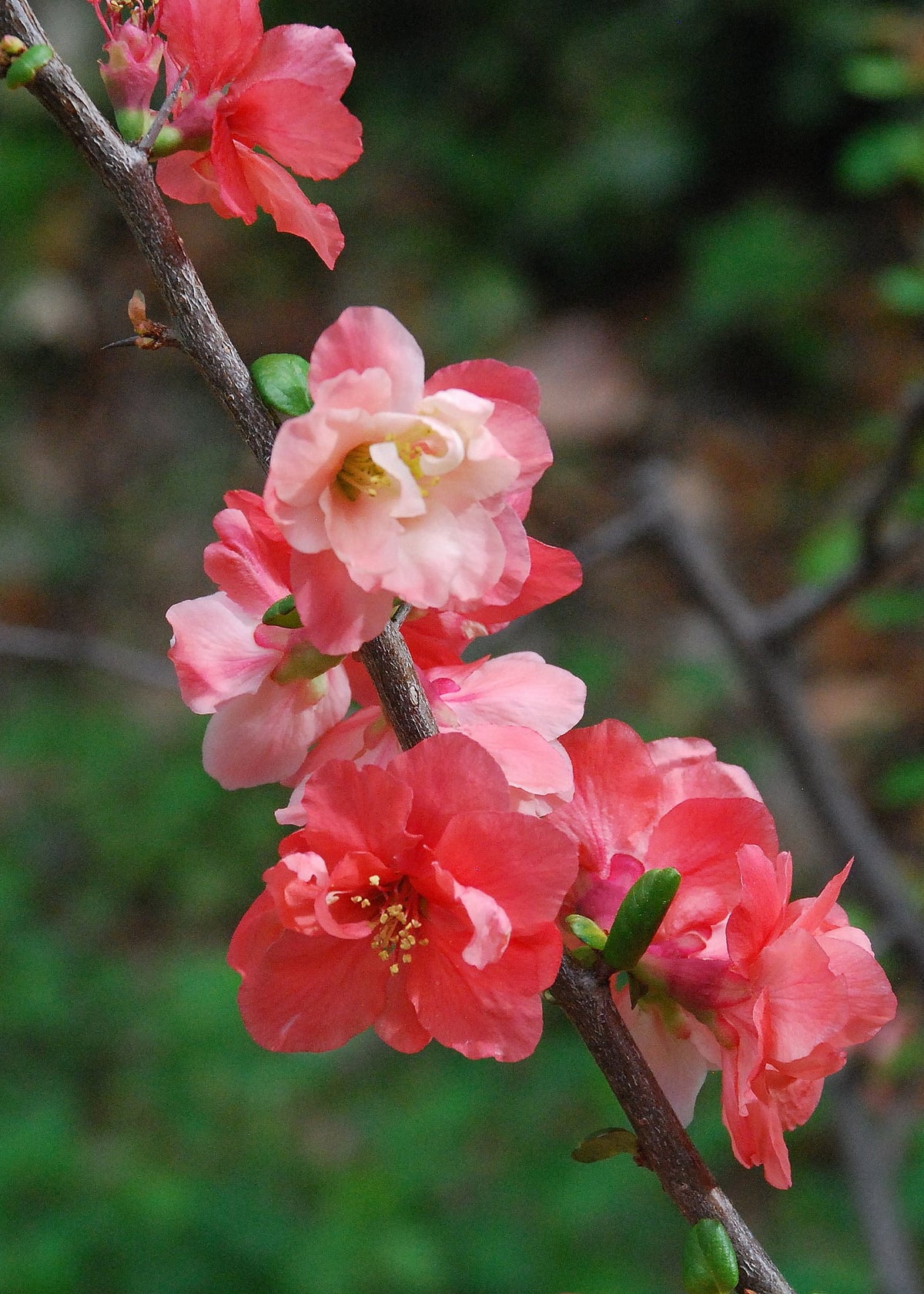 Chaenomeles speciosa 'Falconnet Charlet' – Elswood Rare Plants