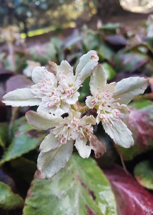 Chrysosplenium macrophyllum