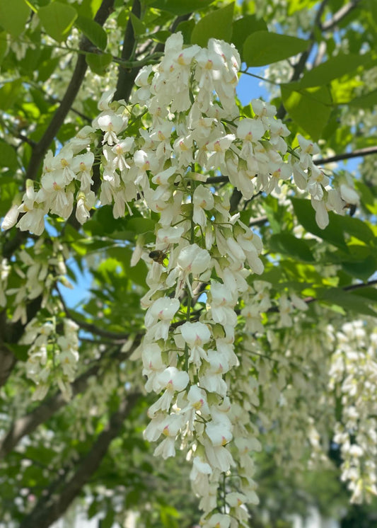 Cladrastis kentukea - Kentucky Yellowwood