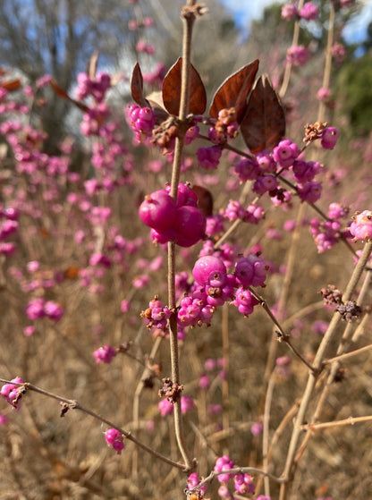 Close up of a field of Coralberry