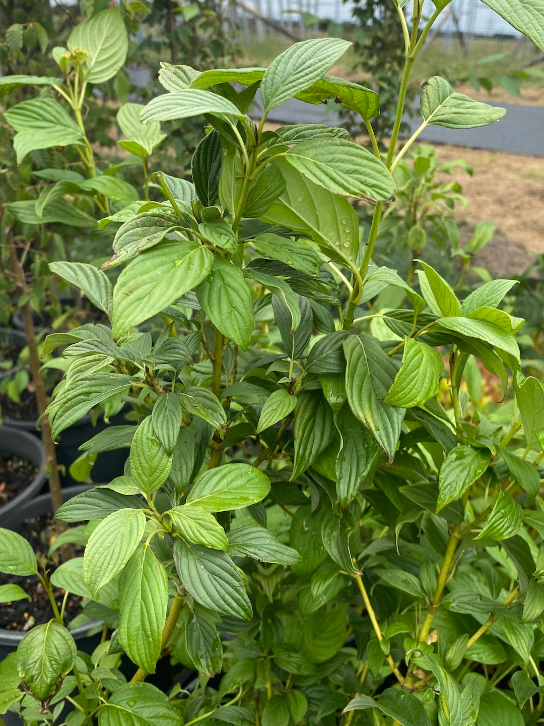 green leaves of Cornus sericea Flaviramea Yellow stemmed dogwood