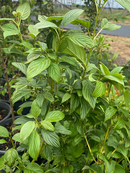 green leaves of Cornus sericea Flaviramea Yellow stemmed dogwood