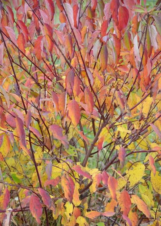 Cornus amomum - Silky Dogwood