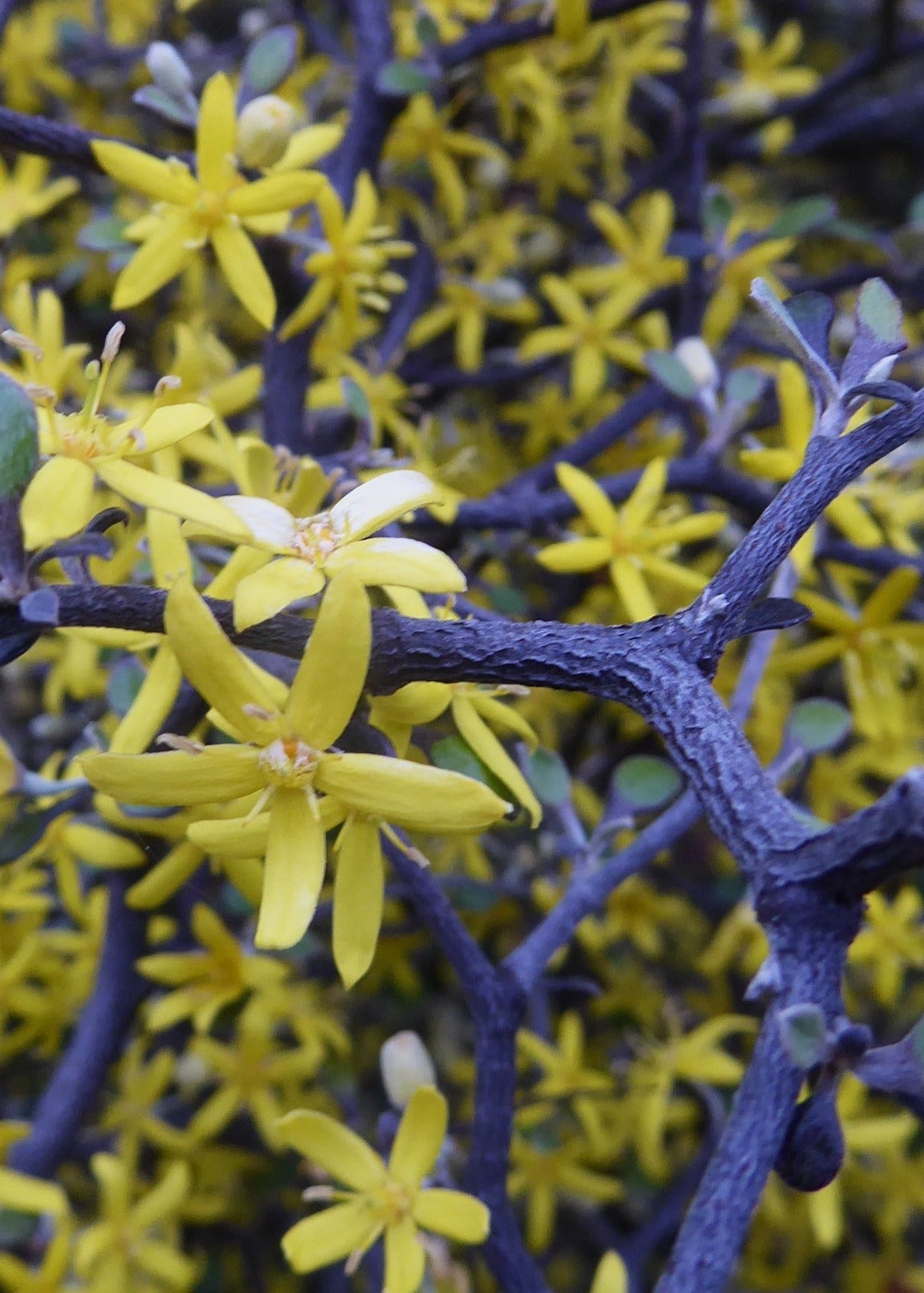 Corokia cotoneaster - Wire Netting Bush