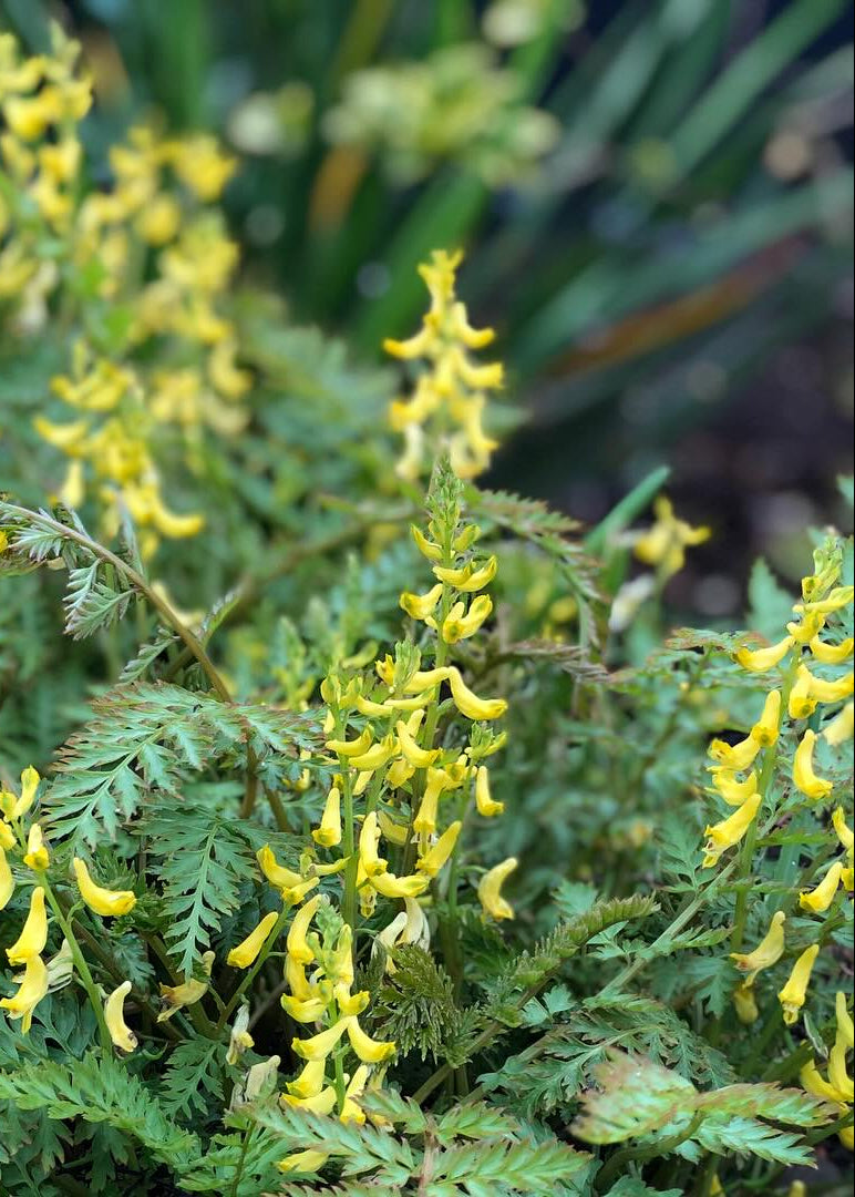 Corydalis cheilanthifolia - Fern-leaved Corydalis