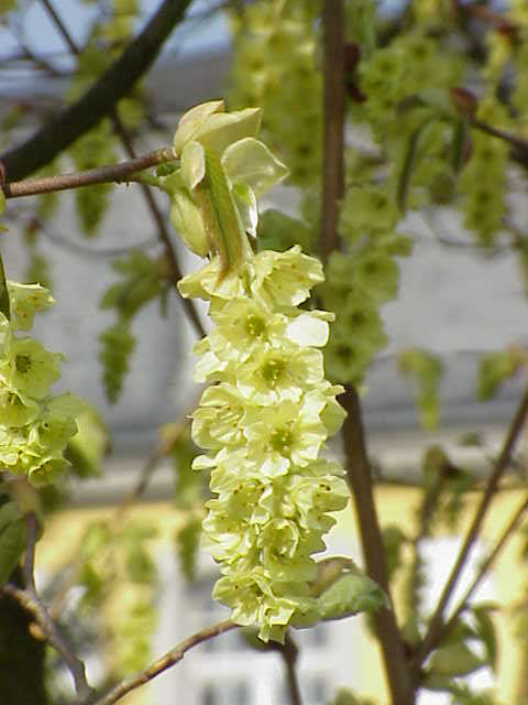 Corylopsis veitchiana - Veitchs Winter Hazel