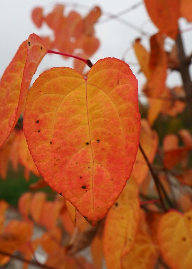 Cercidiphyllum japonicum - Katsura Tree