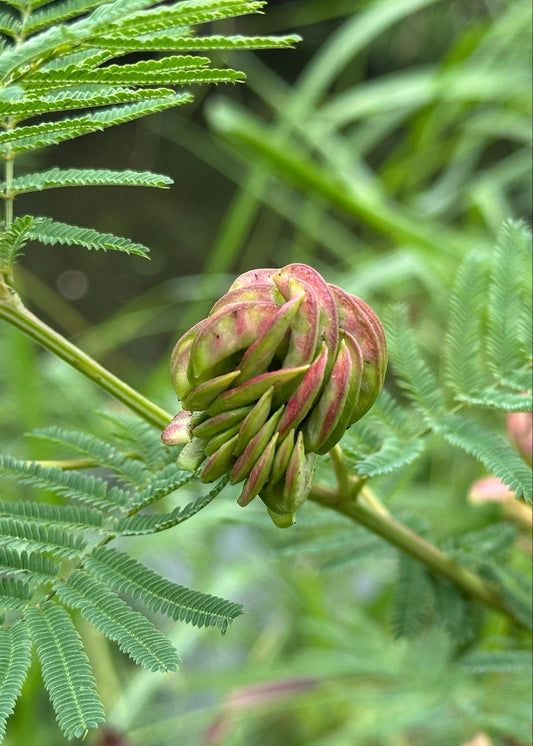 Desmanthus illinoensis - Illinois bundleflower