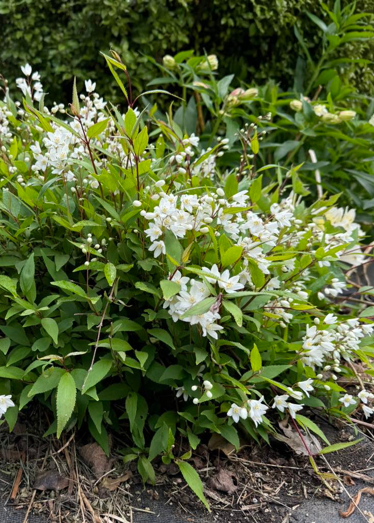 Deutzia gracilis 'Nikko'