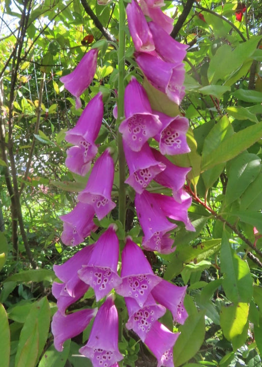 Digitalis thapsi - Spanish Foxglove