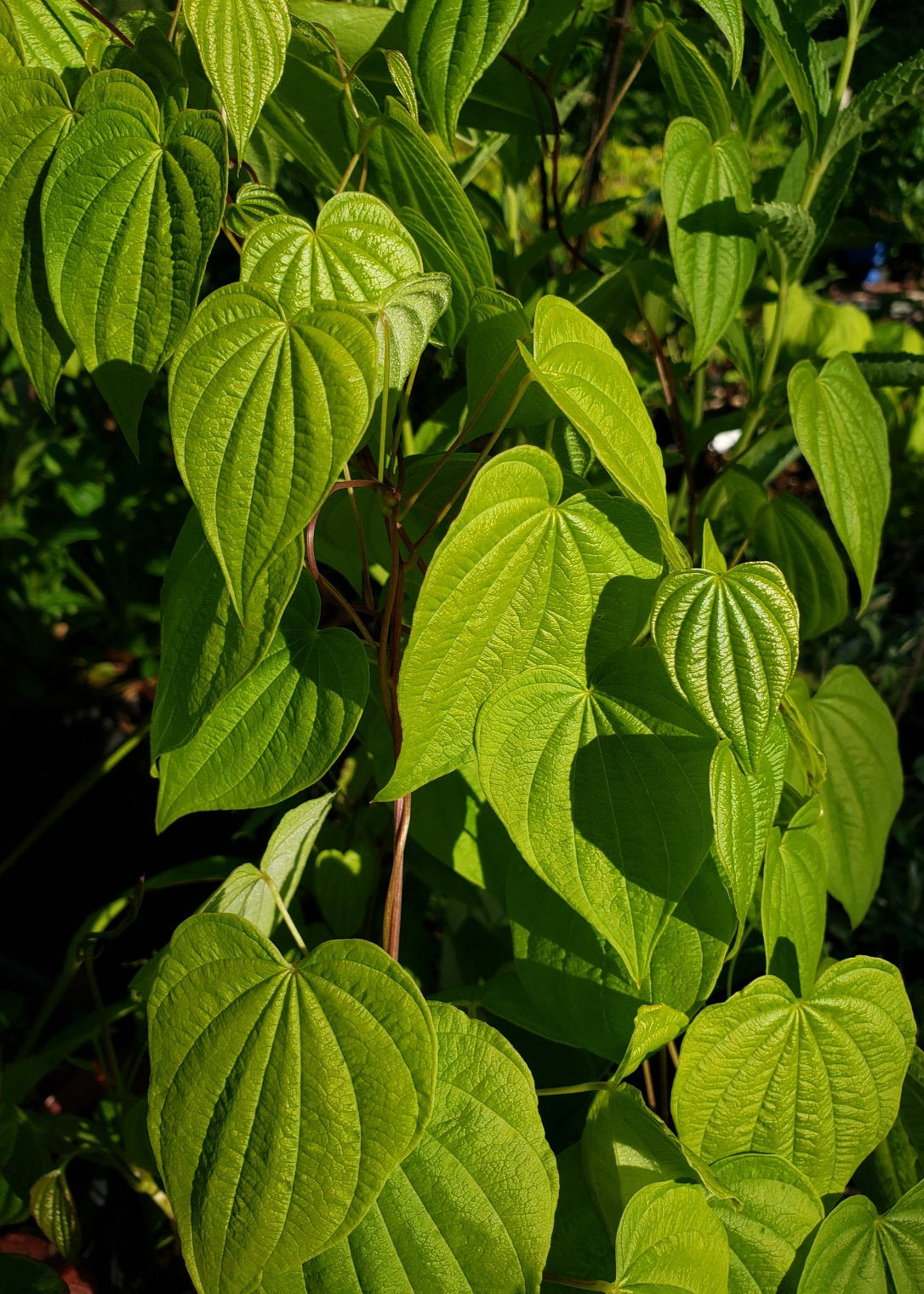 Dioscorea villosa Syn: Dioscorea quaternata