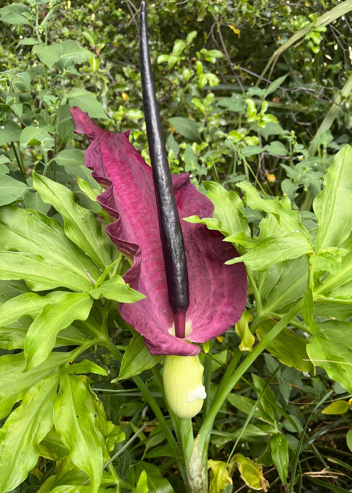 Dracunculus vulgaris - Dragon Arum
