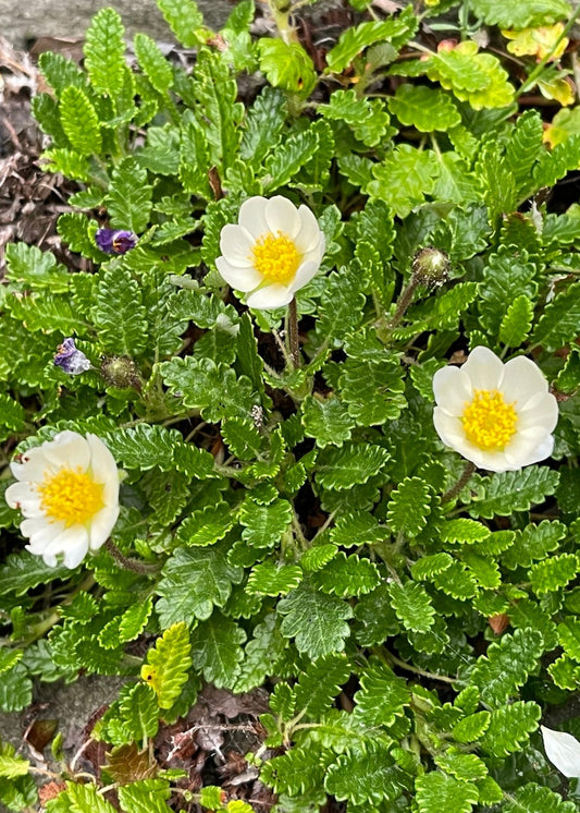 Dryas octopetala - Eightpetal Mountain-avens