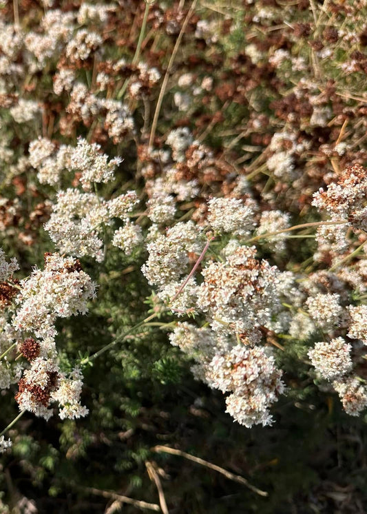 Eriogonum fasciculatum - Californian Buckwheat