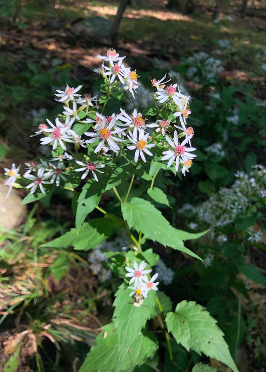 Eurybia divaricata Syn: Aster divaricatus - White wood Aster