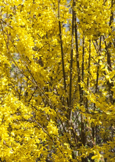 Forsythia x intermedia 'Beatrix Farrand'