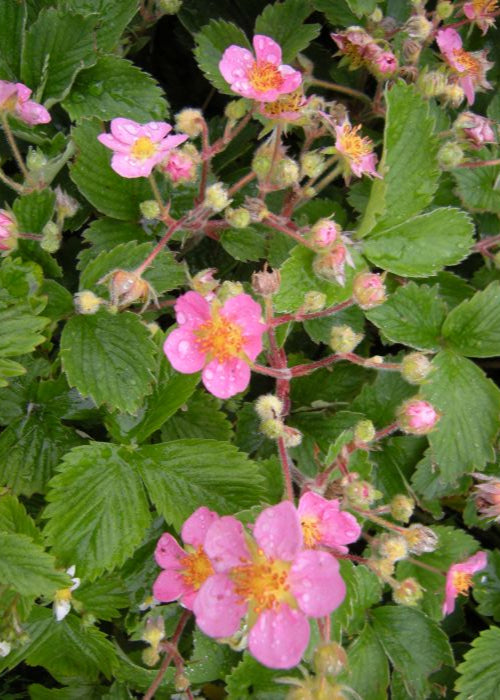 Fragaria x Frel ('Pink Panda')