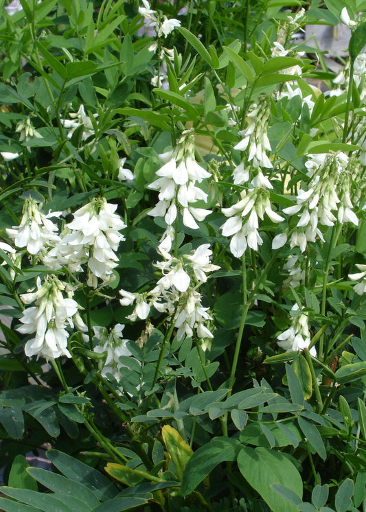 Galega officinalis ‘Alba’