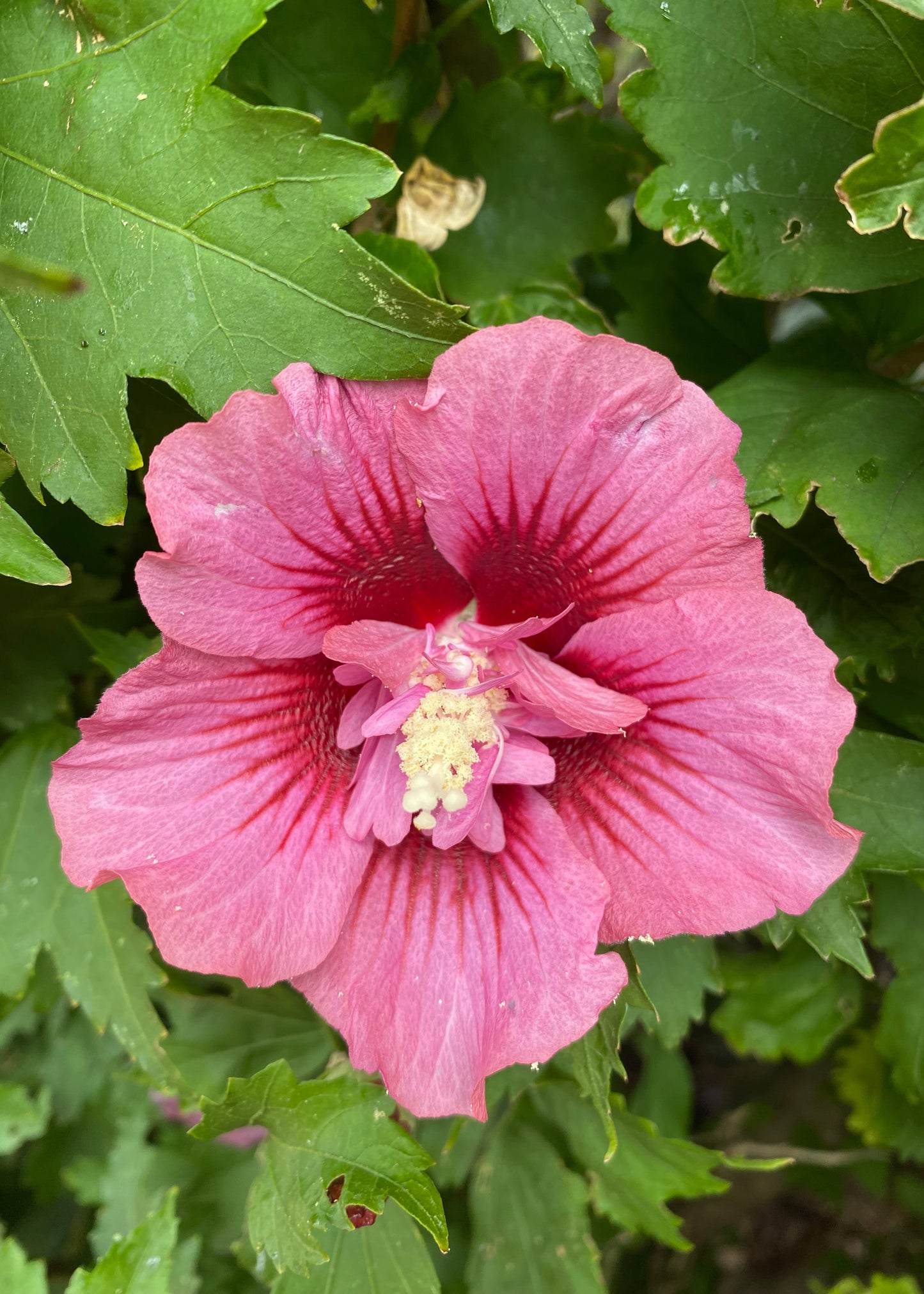 Hibiscus syriacus 'Rosalinda'